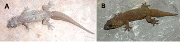 Hình 3 20 Thạch sùng cụt Gehyra mutilata A Mẫu thu ở Viêng Chăn B Mẫu thu ở 1