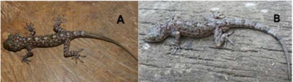 Hình 3 21 Tắc kè Gekko aarobaueri A mẫu cái B mẫu đực Nguồn ảnh Saly 2