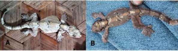 Hình 3 22 Tắc kè bay Gekko kabkaebin A mẫu chết B mẫu sống Nguồn ảnh Saly 3