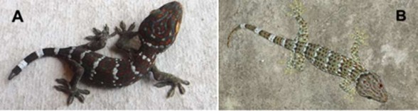 Hình 3 23 Tắc kè hoa Gekko gecko A mẫu thu ở Viêng Chăn B mẫu thu ở Khăm Muôn 4