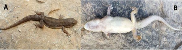 Hình 3 24 Thạch sùng bau ring Hemidactylus bowringii A mặt lưng B mặt bụng Nguồn 5