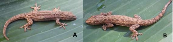 Hình 3 25 Thạch sùng đuôi sần Hemidactylus frenatus A mẫu cái B mẫu đực 6