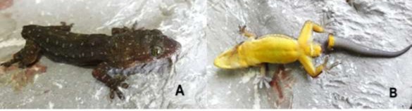 Hình 3 26 Thạch sùng ca not Hemidactylus ganotii A mặt lưng B mặt bụng Nguồn 7