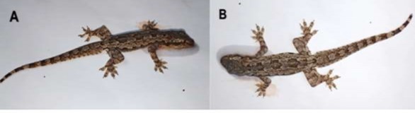 Hình 3 27 Thạch sùng đuôi dẹp Hemidactylus platyurus A mặt bên B mặt lưng 8