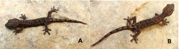 Hình 3 28 Thạch sùng dẹp Hemiphyllodactylus cf serpispecus A và B cùng một mẫu 1