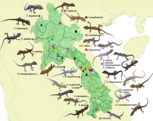 Hình 3 29 Phân bố của các loài Cyrtodactylus ở Lào Hình 3 30 Cây quan hệ di 2