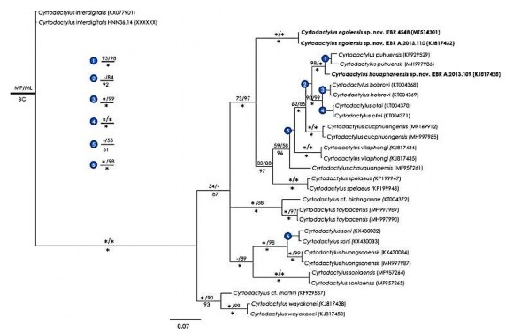 Hình 3 30 Cây quan hệ di truyền của các loài trong giống Cyrtodactylus Phân tích 3