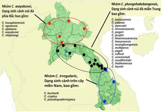 Hình 3 31 Phân nhóm các loài của giống Cyrtodactylus ở Lào Thảo luận Qua nghiên 4