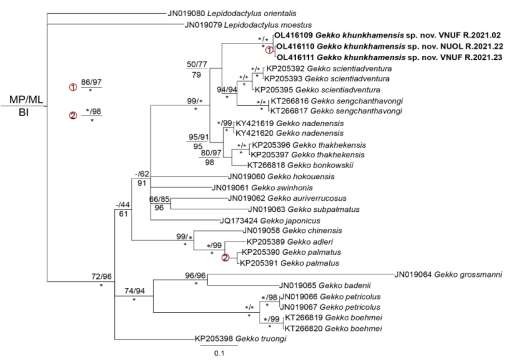 Hình 3 32 Cây quan hệ di truyền của các loài trong giống Gekko nút chưa 5