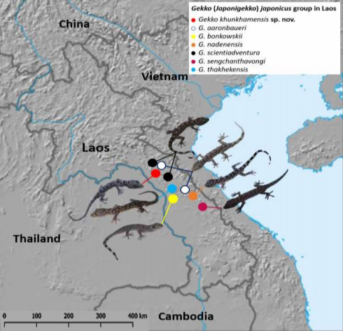 Hình 3 33 Bản đồ thể hiện các loài nhóm Gekko japonicus ở Lào Như đẫ nêu ở 6