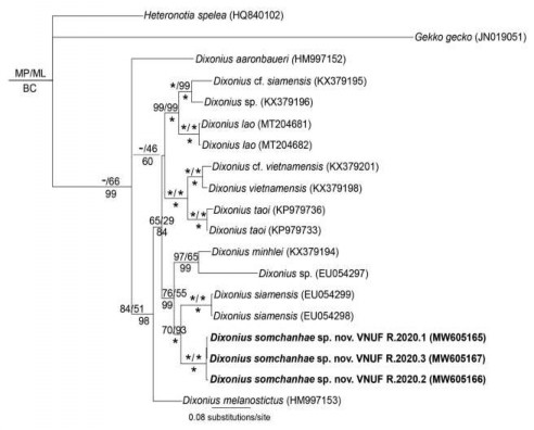 Hình 3 34 Cây quan hệ di truyền của các loài trong giống Dixonius nút chưa 1