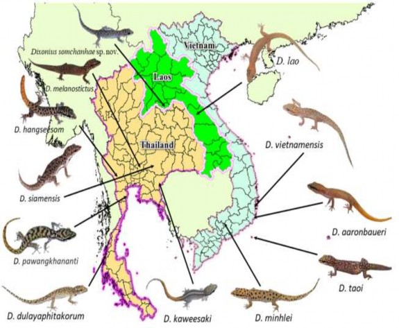 Hình 3 35 Sơ đồ thể hiện các loài Dixonius ở Lào Việt Nam và Thái Lan 3 3 2