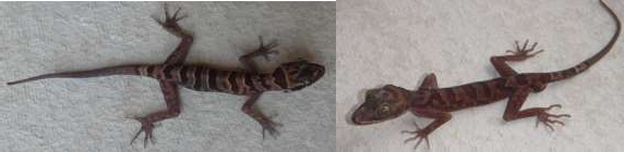 2 Cyrtodactylus interdigitalis 3 Cyrtodactylus muangfuangensis 4 Cyrtodactylus wayakonei 5 1