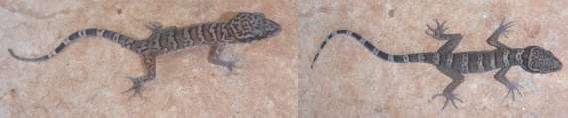 4 Cyrtodactylus wayakonei 5 Cyrtodactylus ngoiensis 3