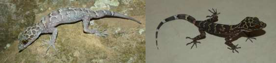 5 Cyrtodactylus ngoiensis 4