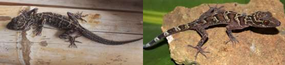 3 Cyrtodactylus muangfuangensis 4 Cyrtodactylus wayakonei 5 Cyrtodactylus ngoiensis 5