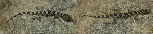 8 Cyrtodactylus sp 1 9 Cyrtodactylus sp 2 10 Gehyra mutilata 11 Gehyra sp 1 13 Dixonius 1