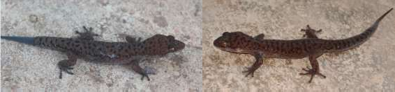 17 Gekko gecko 18 Gekko aaronbaueri 19 Gekko kabkaebin 21 Hemidactylus platyurus 22 10