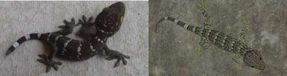 18 Gekko aaronbaueri 19 Gekko kabkaebin 21 Hemidactylus platyurus 22 Hemidactylus frenatus 11