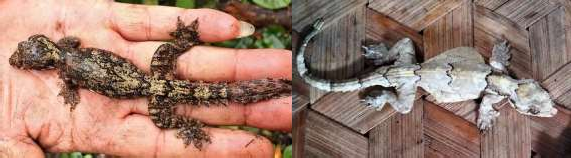 21 Hemidactylus platyurus 22 Hemidactylus frenatus 23 Hemidactylus garnotii 25 12