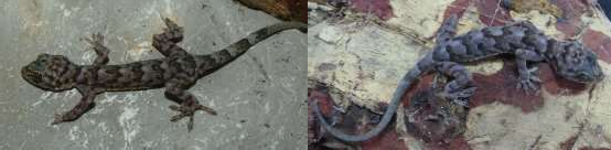 21 Hemidactylus platyurus 22 Hemidactylus frenatus 23 Hemidactylus garnotii 25 13