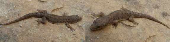 25 Hemiphyllodactylus kiziriani 26 Hemiphyllodactylus serpispecus fc 27 Hemiphyllodactylus 17