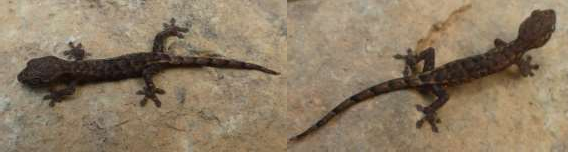 27 Hemiphyllodactylus sp 1 28 Hemiphyllodactylus sp 2 Phụ lục 09 Các loài tắc kè có 19