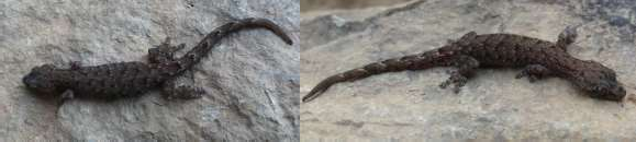 28 Hemiphyllodactylus sp 2 Phụ lục 09 Các loài tắc kè có phân bố ở Việt Nam 20