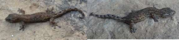 Phụ lục 09 Các loài tắc kè có phân bố ở Việt Nam Loài Tác giả Cnemaspis 21