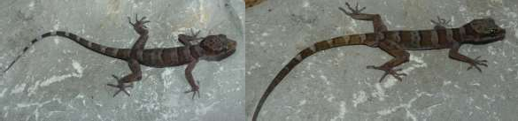 10 Gehyra mutilata 11 Gehyra sp 1 13 Dixonius siamensis 14 Dixonius lao 15 Dixonius 3