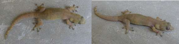 13 Dixonius siamensis 14 Dixonius lao 15 Dixonius somchanhae 17 Gekko gecko 18 Gekko 6