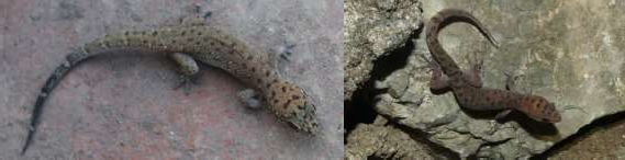 14 Dixonius lao 15 Dixonius somchanhae 17 Gekko gecko 18 Gekko aaronbaueri 19 Gekko 7