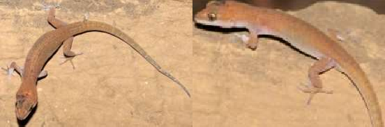 15 Dixonius somchanhae 17 Gekko gecko 18 Gekko aaronbaueri 19 Gekko kabkaebin 21 8