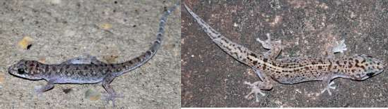 17 Gekko gecko 18 Gekko aaronbaueri 19 Gekko kabkaebin 21 Hemidactylus platyurus 22 9