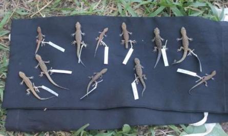 Nghiên cứu đa dạng thành phần loài và quan hệ di truyền của họ Tắc kè Gekkonidae ở một số khu vực núi đá vôi tại Nước Cộng hòa Dân chủ Nhân dân Lào - 24