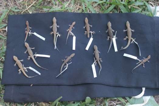 1 Làm mẫu tiêu bản ở thực địa 2 Điều tra thực địa 3 Đo đếm mẫu vật 1