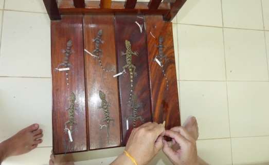 1 Làm mẫu tiêu bản ở thực địa 2 Điều tra thực địa 3 Đo đếm mẫu vật 2