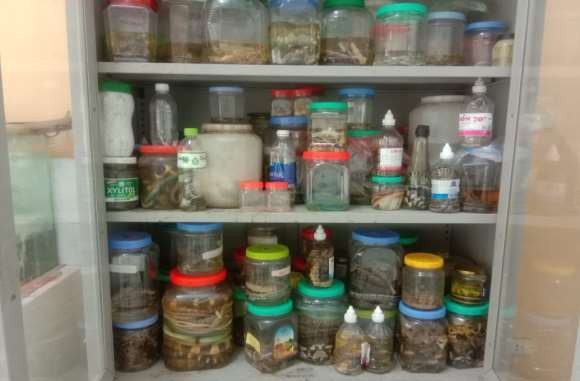 4 Các mẫu vật được thu và lưu dữ ở phòng thie nghiệm 5 Các mẫu vật tắc 5