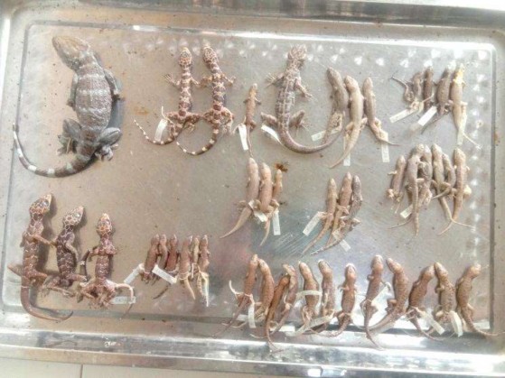 5 Các mẫu vật tắc kè tập hợp theo các loài 6 Nhóm điều tra ở tỉnh Khăm 7