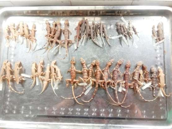 5 Các mẫu vật tắc kè tập hợp theo các loài 6 Nhóm điều tra ở tỉnh Khăm 8