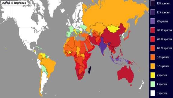Hình 1 2 Bàn đồ phân bố của họ Tắc kè Gekkonidae ở trên toàn cầu Nguồn 1