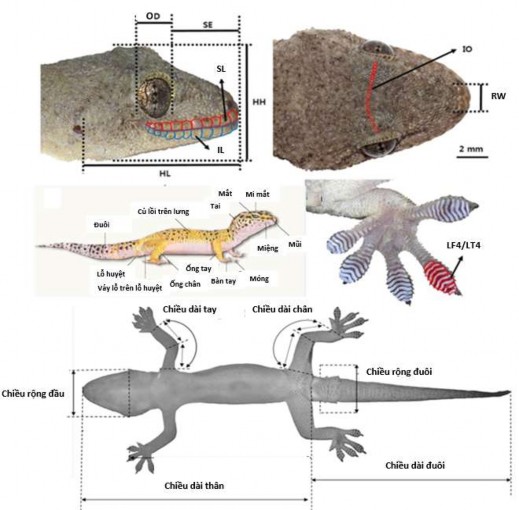 Hình 2 3 Các chỉ tiêu đo và đếm mẫu vật tắc kè 2 3 5 Tách chiết DNA và 1