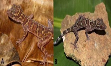 Loài Mới Cyrtodactylus Ngoiensis. A: Mẫu Đực (Iebr 4548); B: Mẫu Cái (Iebr A.2013.110). Nguồn Ảnh: A.