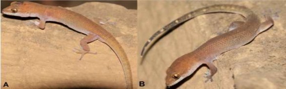 Hình 3 4 Mẫu chuẩn loài mới Dixonius lao A Mẫu đực VNUF R 2016 2 B Mẫu cái 2