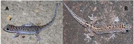 Hình 3 5 Loài mới Dixonius somchanhae A Mẫu đực chuẩn VNUF R 2020 3 B Mẫu đực 3