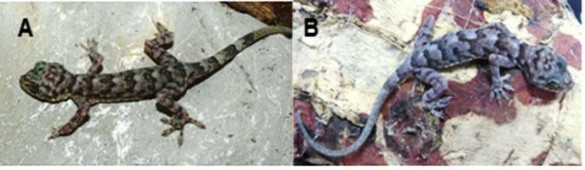 Hình 3 6 Loài mới Gekko khunkhamensis A Mẫu đực B Mẫu cái Nguồn ảnh Saly 4