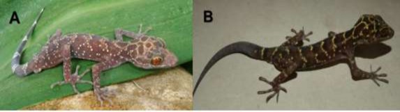 Hình 3 7 A Mẫu mô tả ban đầu IEBR A 2010 01 B Mẫu ghi nhân mới VNUF 5