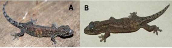 Hình 3 8 A Mẫu mô tả ban đầu IEBR A 2014 3 B Mẫu ghi nhân mới VNUF 6