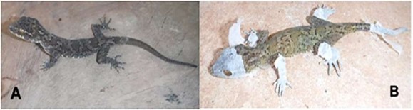 Hình 3 9 Loài chưa xác định được Cyrtodactylus sp 1 A Hình thái mẫu cái B 7