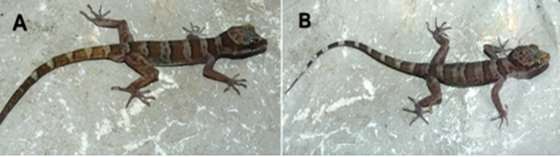 Hình 3 10 Loài chưa xác định được Cyrtodactylus sp 2 A Hình thái mẫu đực B 8
